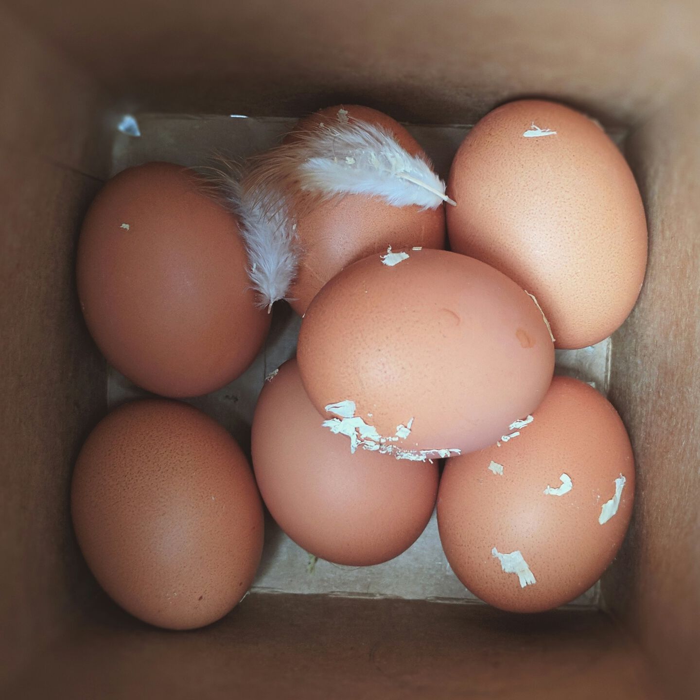 <b>CAN DOGS EAT EGGS – AND SHOULD I ADD IT TO THEIR FOOD? ?</b><br><br>Eggs are safe and nutritious for your dog, but there are risks to look out for too…</br>